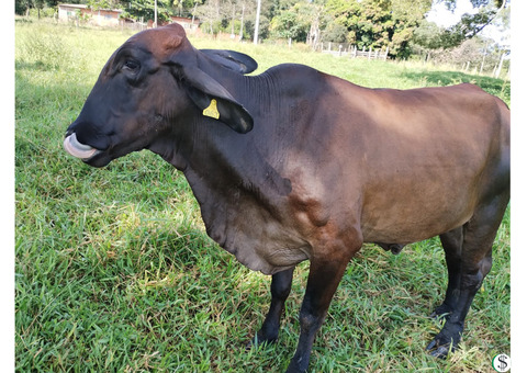 VENDEM-SE 3 VACAS LEITEIRAS