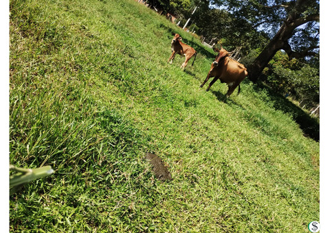 VENDEM-SE 3 VACAS LEITEIRAS